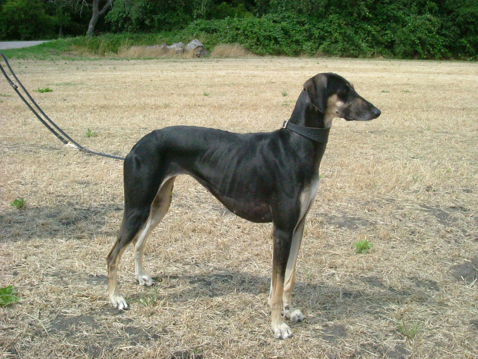Arabian Greyhound